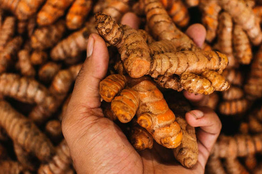 Hand holding a root of turmeric above a big pile of turmeric roots