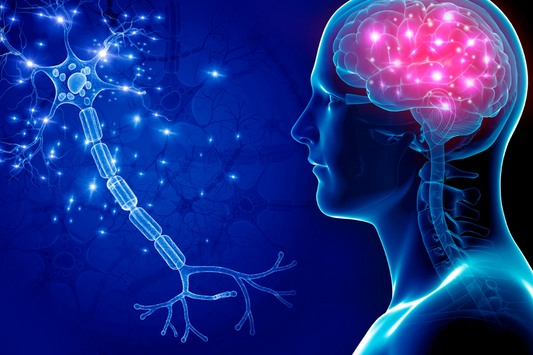 Graphic of human brain activity and synaptic connections during meditation, in blue colours with the brain activity in pink