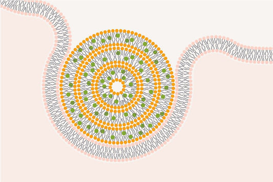 Diagram graphic of SoluSmart® iüLabs high absorption technlogy moving along the gut wall and being absorbed by the body