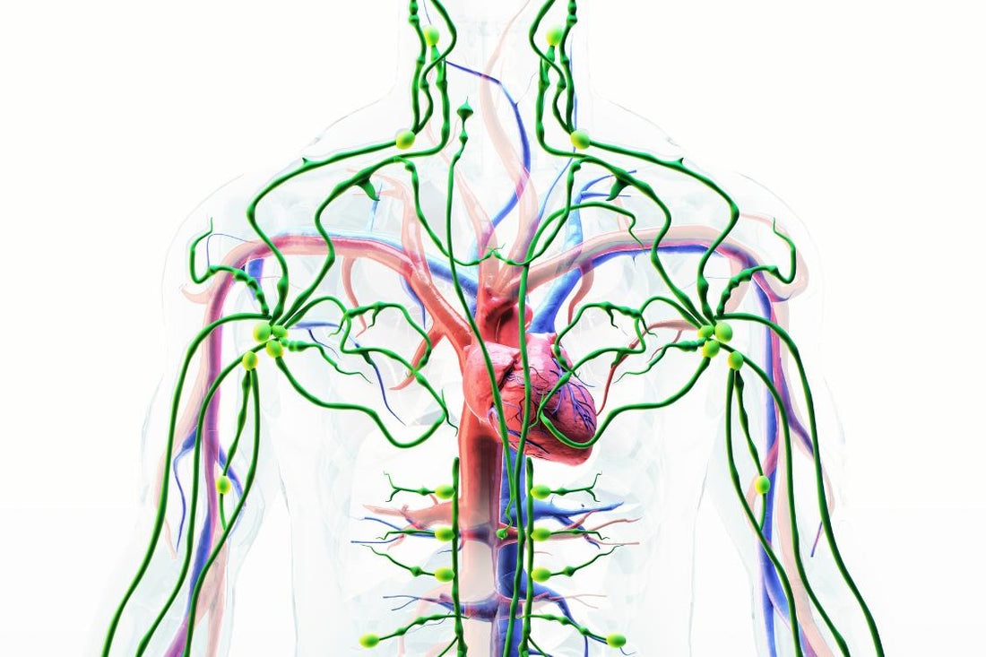 see through body showing all the connections of the lymphatic system and the heart