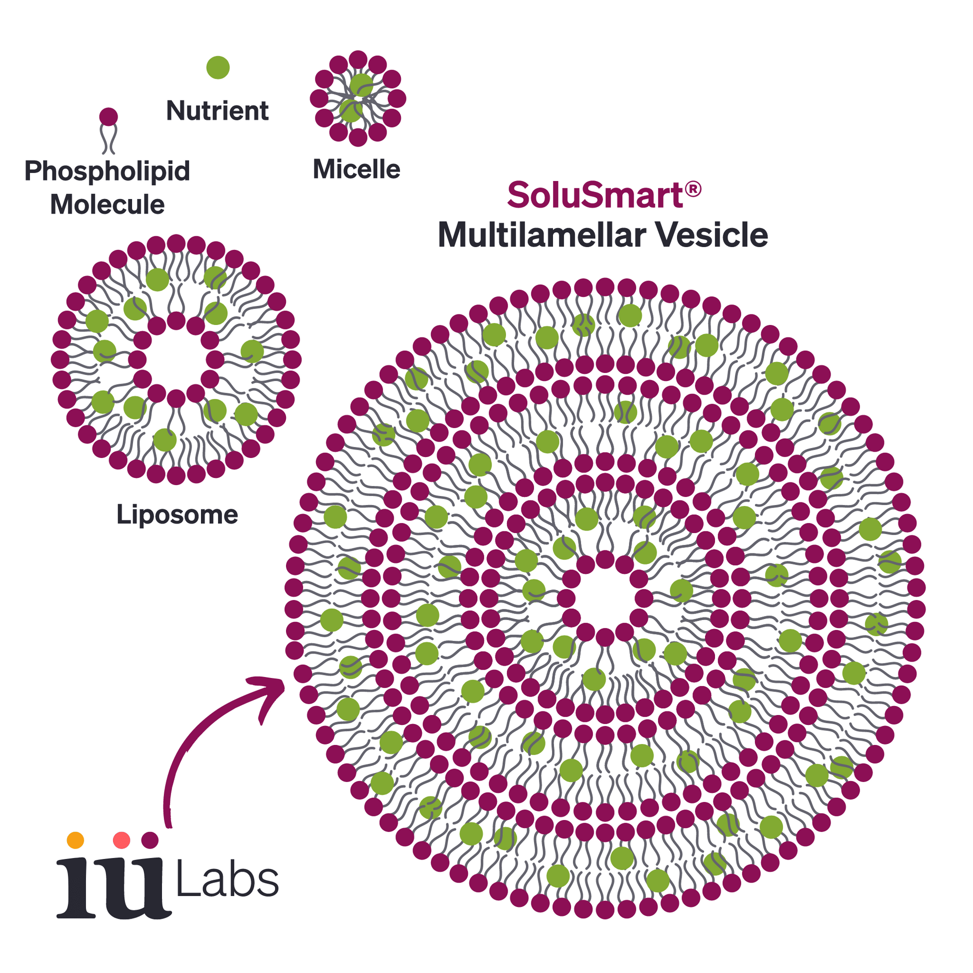 SoluSmart® high absorption technology multilamellar vesicle encapsulating plant phytochemical compounds, in comparison to Liposome technology inside all iuLabs supplement drinks