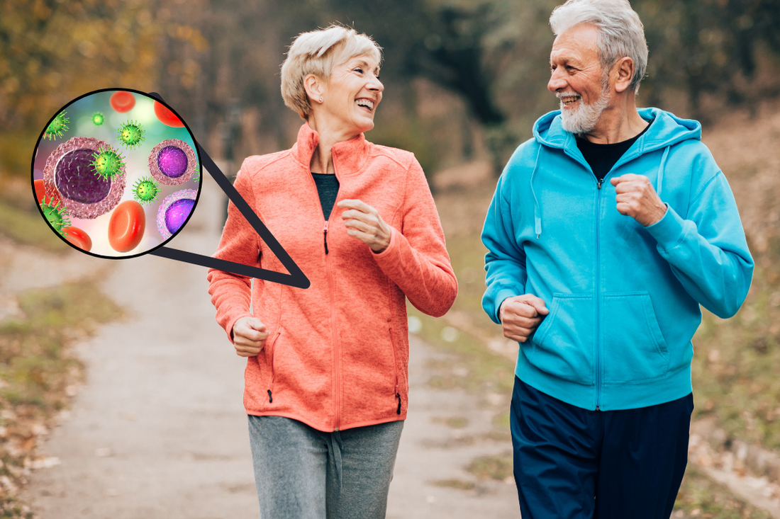 middle aged couple with grey hair walking and exercising in the park, wearing gym clothes, blue hoodie and orange hoodie, with a graphic showing their immune system