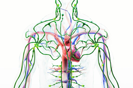 see through body showing all the connections of the lymphatic system and the heart