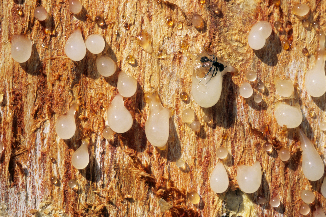 Boswellia serrata white droplet resin on a boswellia serrata tree