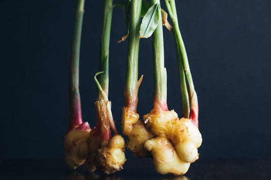 ginger roots on black background with green shoots