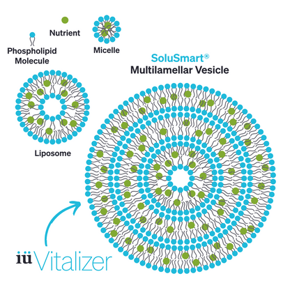 SoluSmart® high absorption technology multilamellar vesicle encapsulating plant phytochemical compounds, in comparison to Liposome technology inside iuVitalizer energy boosting supplement drink