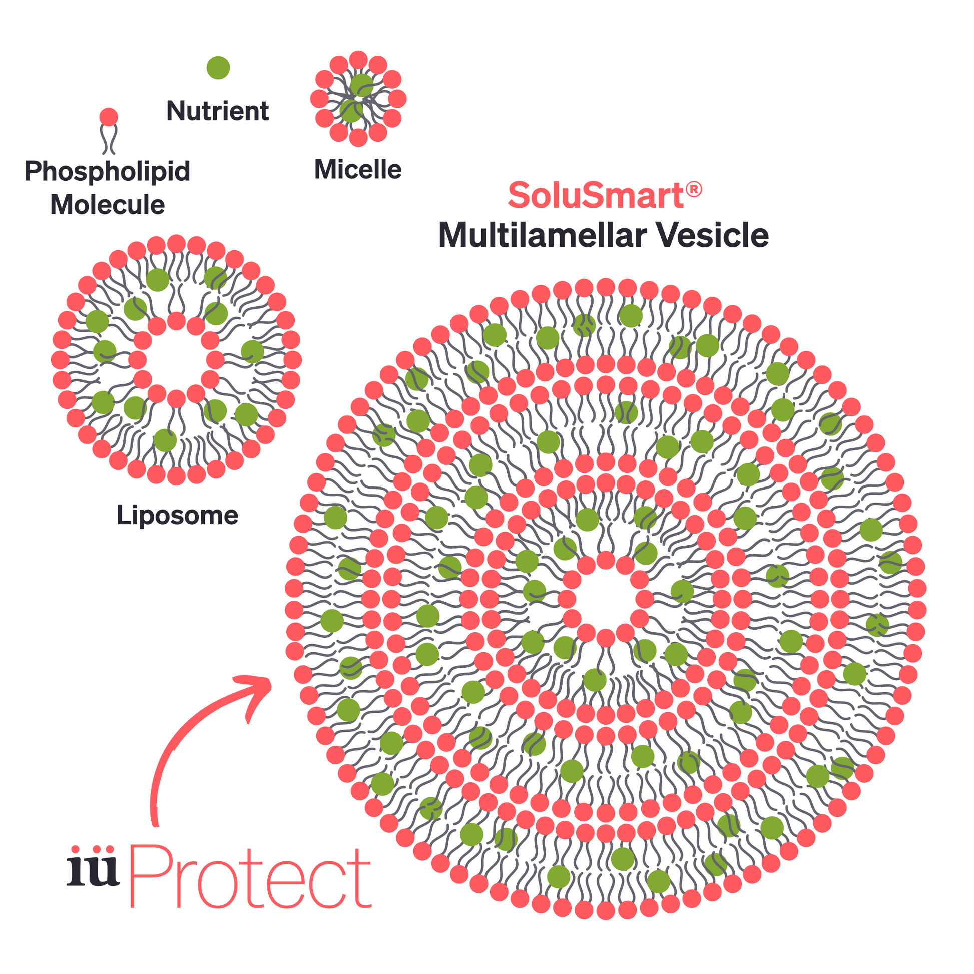 SoluSmart® high absorption technology multilamellar vesicle encapsulating plant phytochemical compounds, in comparison to Liposome technology inside iuProtect immune health support supplement